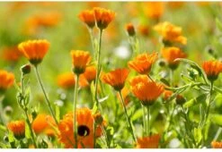 Weleda Baby Calendula Weer & Windbalsem 10 Weleda Baby Calendula Weer & Windbalsem -Bekend Babyproducten Winkel 1200x825 9