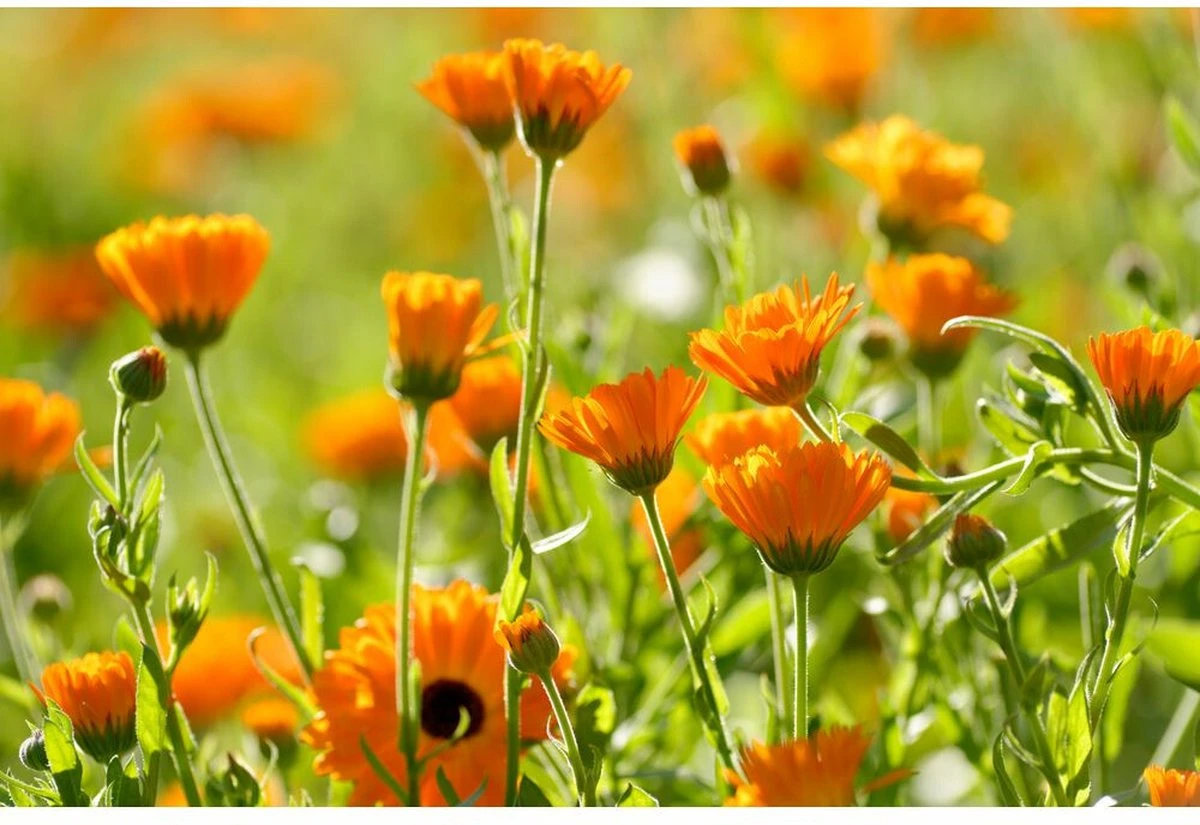 Weleda Baby Calendula Weer & Windbalsem 5 Weleda Baby Calendula Weer & Windbalsem - Afbeelding 3